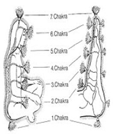 Lehre der Chakras