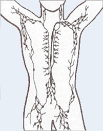 Lymphsystem